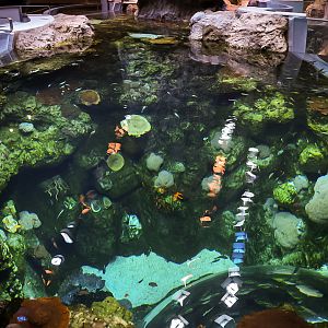 'Coral Canyon' Deep End (Archipelago)