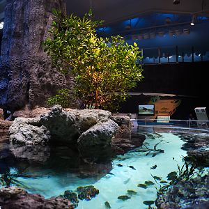 Mangrove Lagoon (Archipelago)