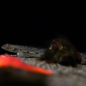 Snake Prickleback