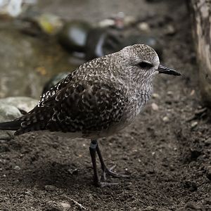 Black-Bellied Plover (Winter Plumage)