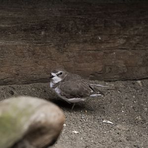 Western Snowy Plover