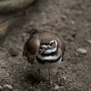 Killdeer