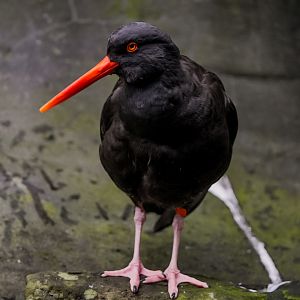 Black Oyster Catcher
