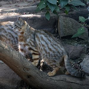 Central Chilean Colocolo (Leopardus colocola)