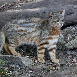 Central Chilean Colocolo (Leopardus colocola)