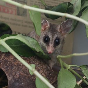 Elegant Fat-tailed Mouse Opossum (Thylamys elegans)