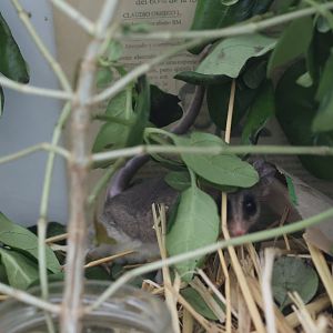 Elegant Fat-tailed Mouse Opossum (Thylamys elegans)