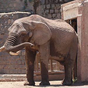African bush elephant (Loxodonta africana)