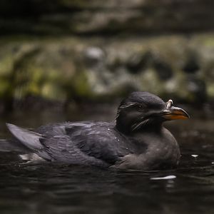 Rhinoceros Auklet