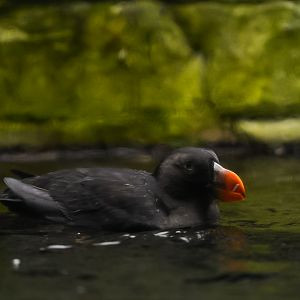 Tufted Puffin (Winter Plumage)