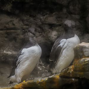 Common Murres