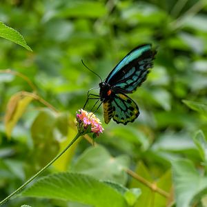 Richmond Birdwing