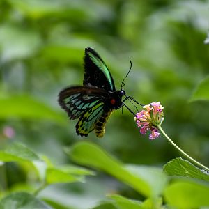 Richmond Birdwing