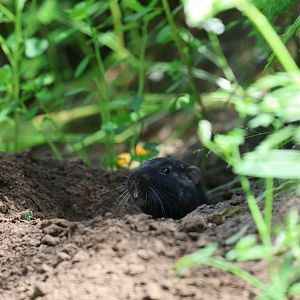 coruro (Spalacopus cyanus)