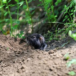 coruro (Spalacopus cyanus)