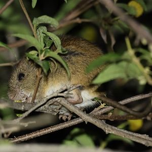 long-tailed pygmy rice rat (Oligoryzomys longicaudatus)