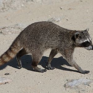 Cozumel raccoon (Procyon pygmaeus)