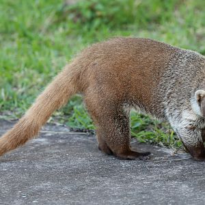 Cozumel coati (Nasua narica nelsoni)