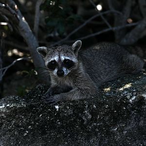 Cozumel raccoon (Procyon pygmaeus)