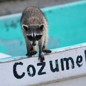 Cozumel raccoon (Procyon pygmaeus)