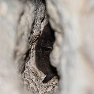Northern Hairy-legged Myotis (Myotis pilosatibialis)