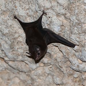 lesser dog-like bat (Peropteryx macrotis)