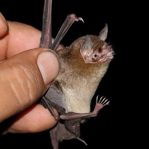 Dobson's Lesser Mustached Bat (Pteronotus psilotis)