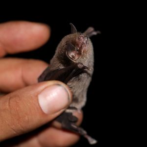 Thomas's Naked-backed Bat (Pteronotus fulvus)