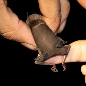 Thomas's Naked-backed Bat (Pteronotus fulvus)
