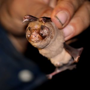 ghost-faced bat (Mormoops megalophylla)