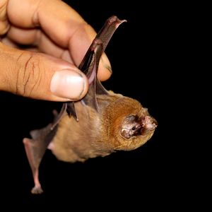 ghost-faced bat (Mormoops megalophylla)