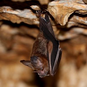 Cozumelan Golden Bat (Mimon cozumelae)