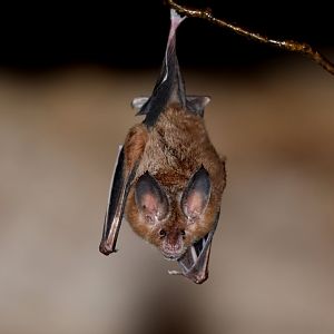 Cozumelan Golden Bat (Mimon cozumelae)