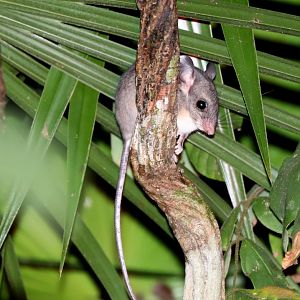 Big-eared Climbing Rat (Ototylomys phyllotis)