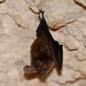 Common Big-eared Bat (Micronycteris microtis)