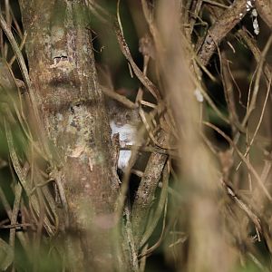 Slender Harvest Mouse (Reithrodontomys gracilis)