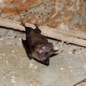 Common Big-eared Bat (Micronycteris microtis)