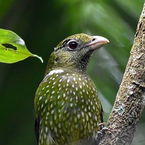 Green Catbird
