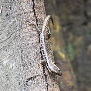 Bar-sided Skink