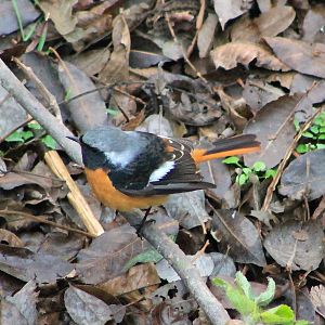 male Daurian Redstart (Phoenicurus auroreus)