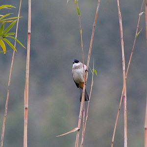 Brown-breasted Bulbul (Pycnonotus xanthorrhous)