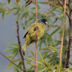 Collared Finchbill (Spizixos semitorques)