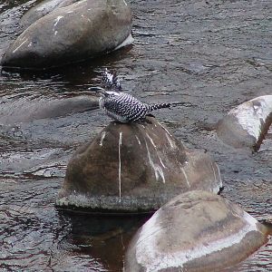 Crested Kingfisher (Megaceryle lugubris)