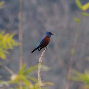 Chestnut-bellied Rock Thrush (Monticola rufiventris)