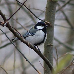 Japanese Tit (Parus minor)