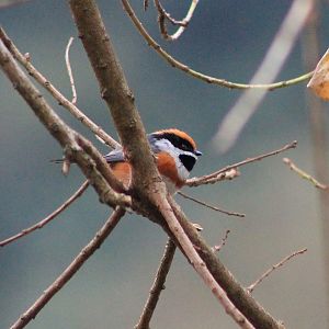 Black-throated Tit (Aegithalos concinnus)