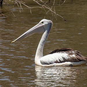 Australian Pelican