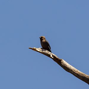 Little Woodswallow