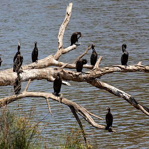 Little Black Cormorant
