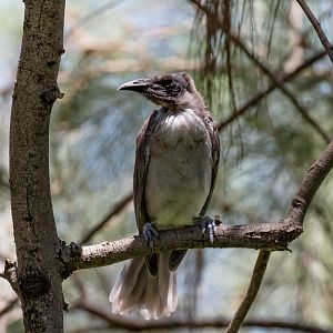 Little Friarbird